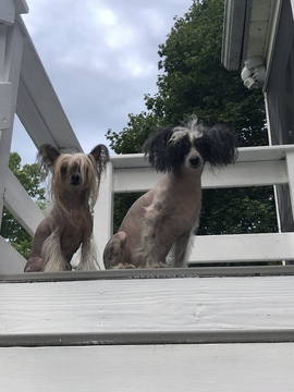 Medium Photo #1 Chinese Crested Puppy For Sale in MANHATTAN, NY, USA