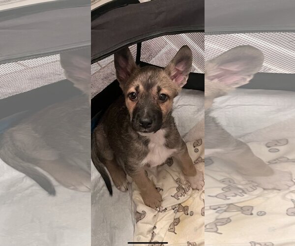 Medium Photo #21 Australian Kelpie-Unknown Mix Puppy For Sale in Dana Point, CA, USA