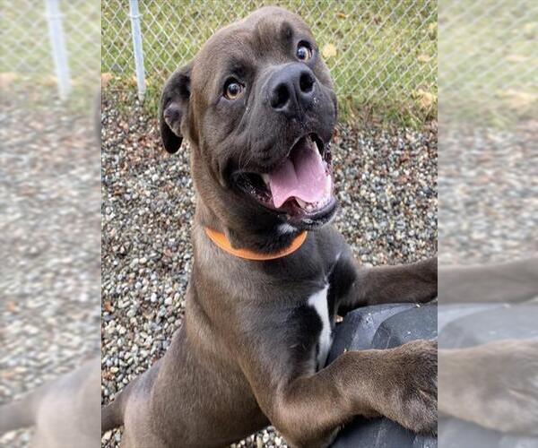 Medium Photo #1 Mutt Puppy For Sale in Anchorage, AK, USA