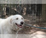 Small Photo #7 Great Pyrenees Puppy For Sale in Spring, TX, USA