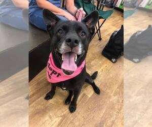 Sadie - Female Labrador Retriever-Unknown Mix Dog for Adoption - Photo #49