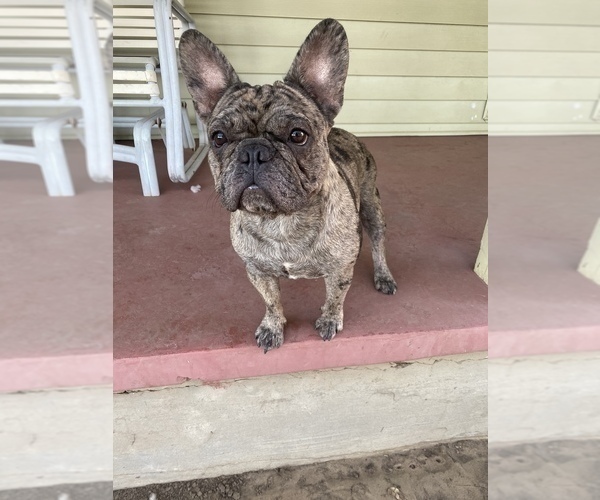 Medium Photo #1 French Bulldog Puppy For Sale in OAKLEY, CA, USA