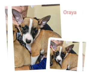 Chihuahua-Unknown Mix Dogs for adoption in Cranston, RI, USA