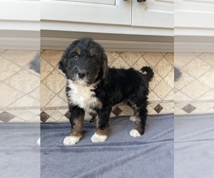 Bernedoodle Puppy for sale in DUNDEE, OH, USA