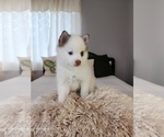 Small Photo #12 Pomsky Puppy For Sale in BURNS TOWNSHIP, MN, USA