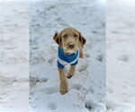 Small #2 Mutt