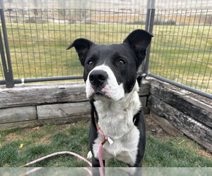 Boxador Dogs for adoption in Pueblo, CO, USA