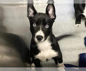 Siberian Husky Dogs for adoption in Orange, CA, USA