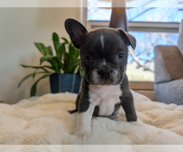 Medium Photo #6 Faux Frenchbo Bulldog Puppy For Sale in LAS CRUCES, NM, USA