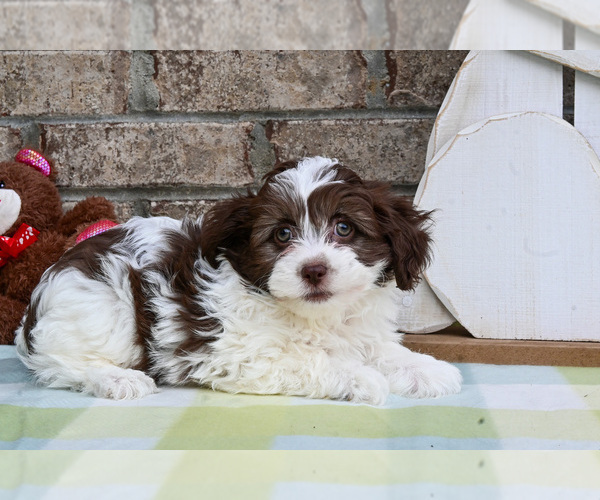 Medium Photo #2 Havapoo Puppy For Sale in GUTHRIE, KY, USA