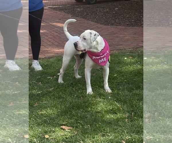 Medium Photo #6 Mutt Puppy For Sale in Forest, VA, USA