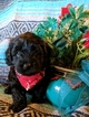 Puppy 2 Cavalier King Charles Spaniel-Poodle (Toy) Mix