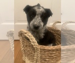 Small Photo #3 Australian Cattle Dog-Border Collie Mix Puppy For Sale in ODIN, IL, USA