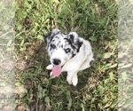 Small Photo #3 Australian Shepherd Puppy For Sale in CAT SPRING, TX, USA