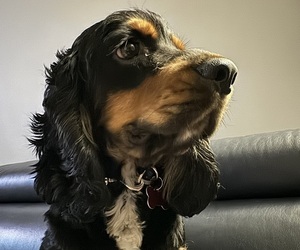 Father of the Cocker Spaniel puppies born on 08/27/2025