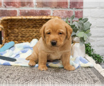 Small #2 Labrador Retriever