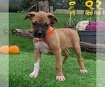 Small Photo #1 Boxer Puppy For Sale in ARTHUR, IL, USA