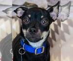 McDonald - Male Chihuahua-Unknown Mix Dog for Adoption - Small photo