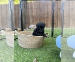 Small Photo #20 Goldendoodle (Miniature) Puppy For Sale in HALTOM CITY, TX, USA