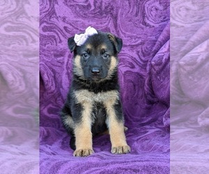 German Shepherd Dog Puppy for sale in ELKTON, MD, USA