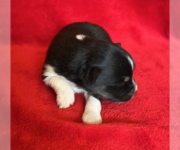 Medium Photo #7 Miniature Australian Shepherd Puppy For Sale in FORT MORGAN, CO, USA