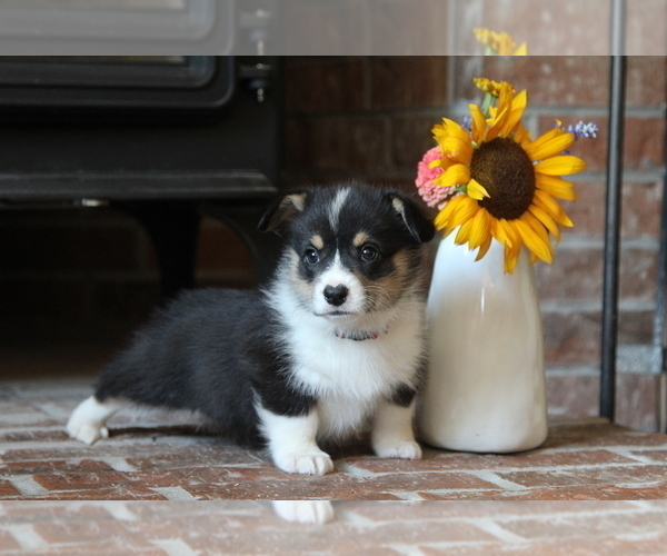 Medium Photo #1 Pembroke Welsh Corgi Puppy For Sale in FAIR GROVE, MO, USA