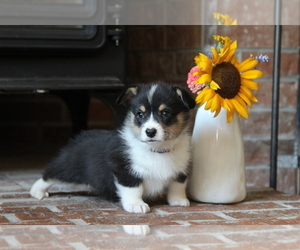 Pembroke Welsh Corgi Puppy for sale in FAIR GROVE, MO, USA