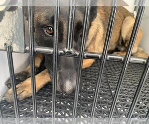 Mutt Dogs for adoption in Pasadena, CA, USA