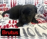 Image preview for Ad Listing. Nickname: Brutus