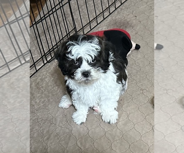 Medium Photo #3 ShihPoo Puppy For Sale in GLOUCESTER, VA, USA