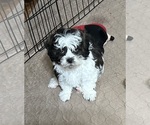 Small #2 ShihPoo