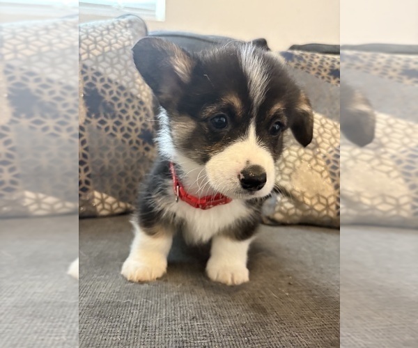 Medium Photo #7 Pembroke Welsh Corgi Puppy For Sale in OAKLEY, CA, USA