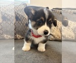 Small #6 Pembroke Welsh Corgi