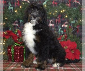 Bernedoodle (Miniature) Puppy for sale in HUTCHINSON, KS, USA