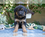 Puppy 6 German Shepherd Dog
