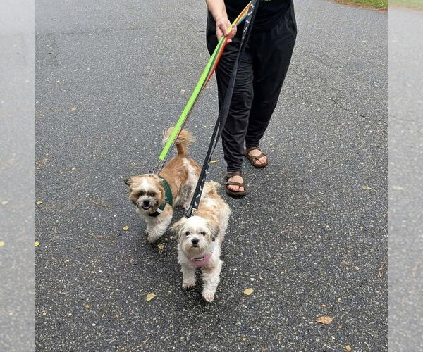 Medium Photo #3 Shih Tzu-Unknown Mix Puppy For Sale in Spring Lake, NC, USA