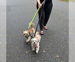 Small Photo #3 Shih Tzu-Unknown Mix Puppy For Sale in Spring Lake, NC, USA
