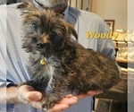 Puppy Woody Cairn Terrier