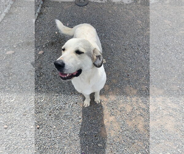 Medium Photo #4 Akbash-Unknown Mix Puppy For Sale in Bountiful, UT, USA
