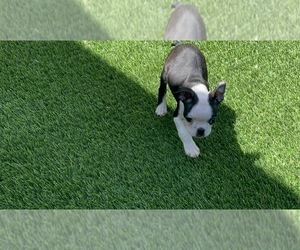 Boston Terrier Puppy for Sale in VACAVILLE, California USA