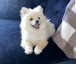 Small #15 Pomeranian