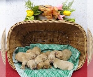 Golden Retriever Puppy for sale in JONES, MI, USA