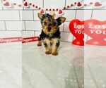 Small #1 Yorkshire Terrier