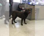 Small Labrador Retriever Mix