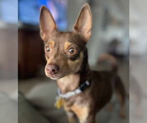 Chiweenie Dogs for adoption in Princeton, MN, USA