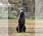 Small Photo #1 Doberman Pinscher Puppy For Sale in FLINT, TX, USA
