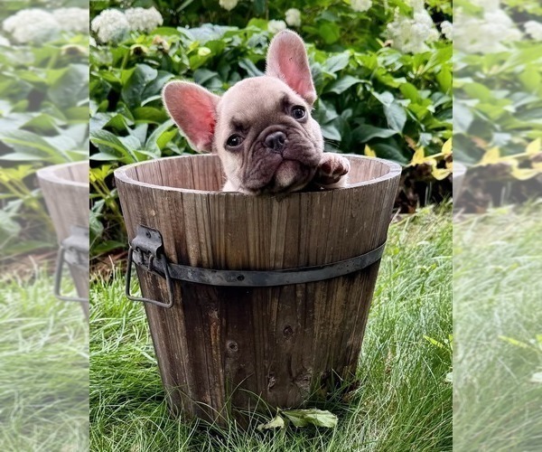 Medium Photo #4 French Bulldog Puppy For Sale in PROVIDENCE, NC, USA