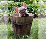 Small #3 French Bulldog