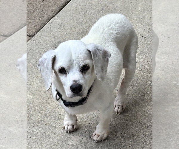 Medium Photo #1 Beagle-Unknown Mix Puppy For Sale in Dana Point, CA, USA