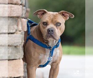 American Staffordshire Terrier-Unknown Mix Dogs for adoption in Banning, CA, USA